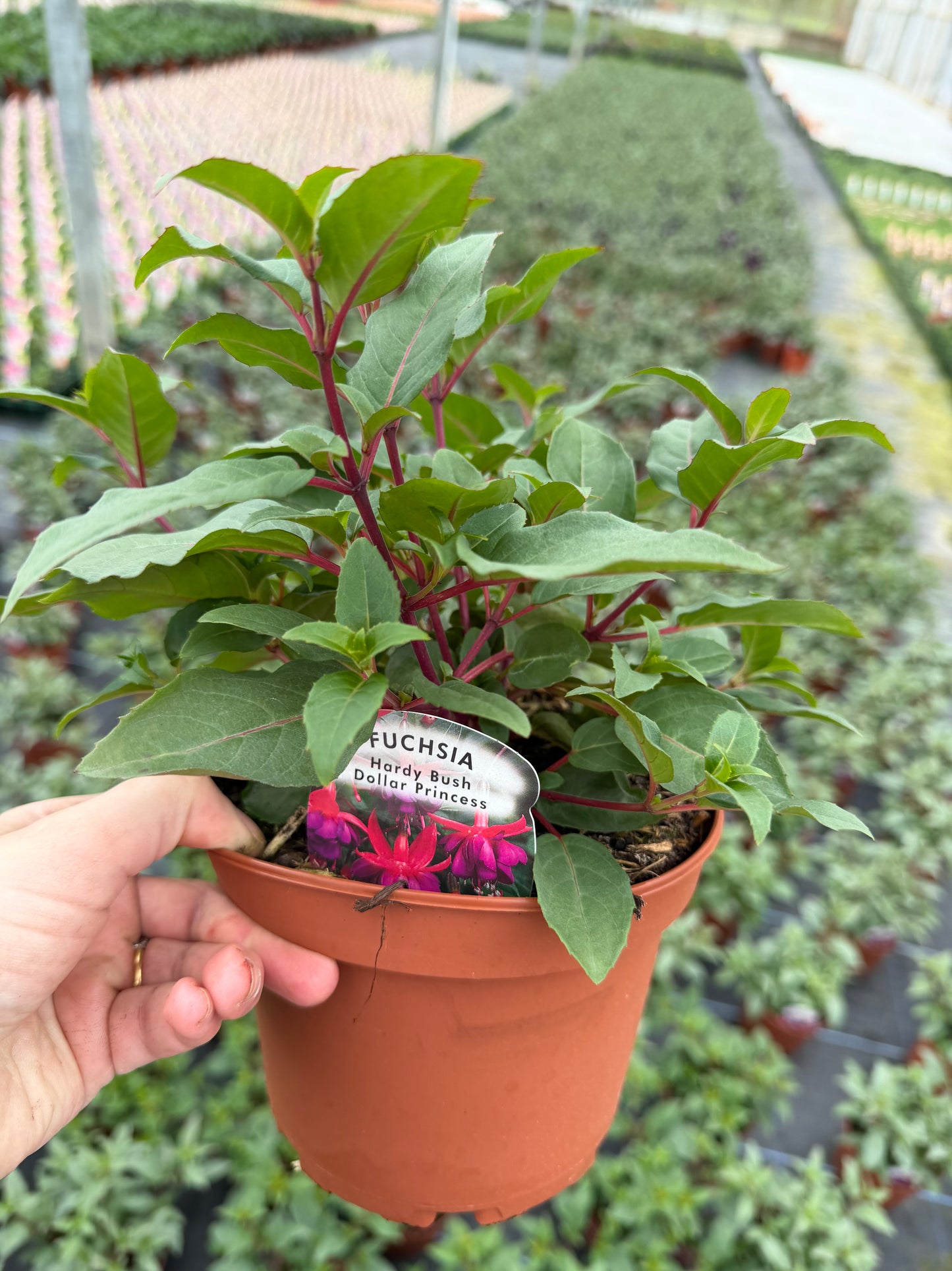 Upright Fuchsia, 15cm