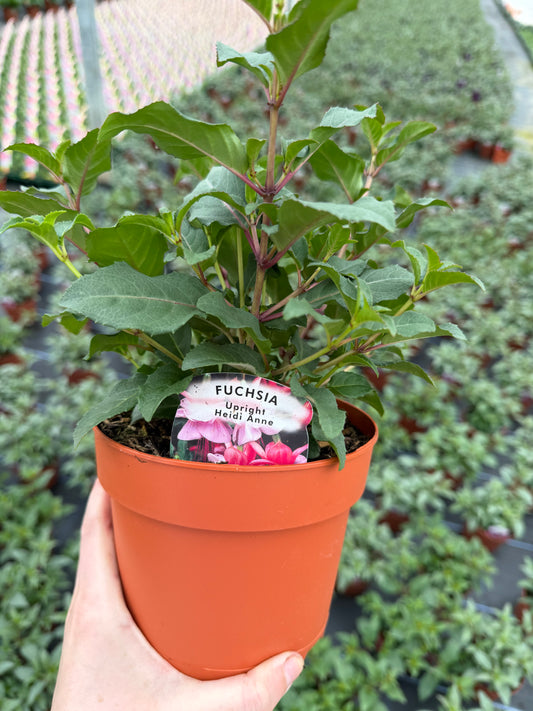 Upright Fuchsia, 15cm
