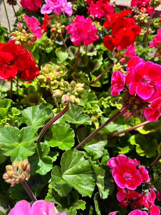 Geranium, 15cm