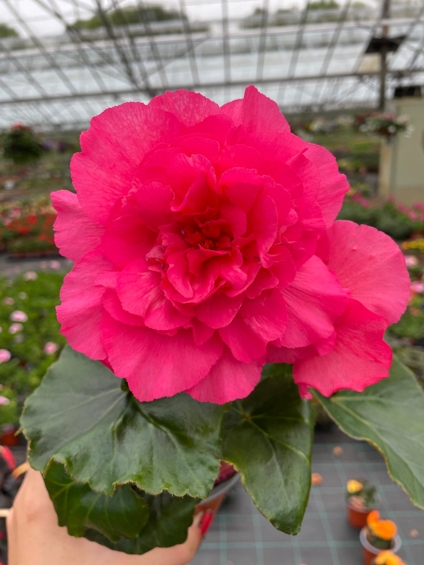 4 Begonia Non-Stop, 10.5cm