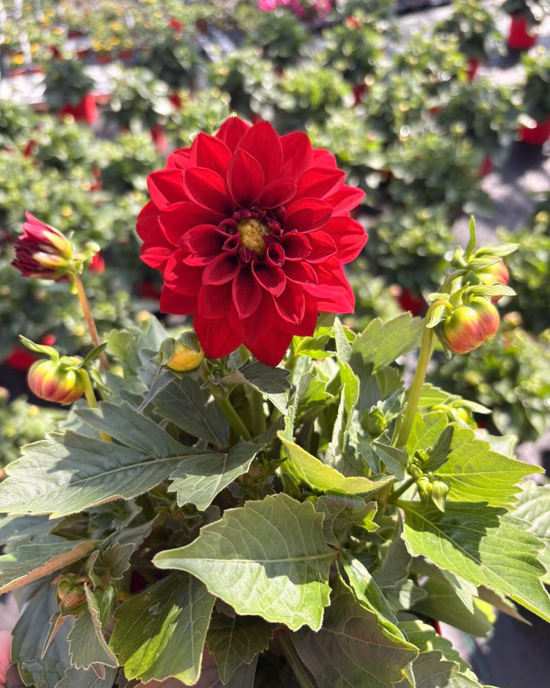 Dahlia, 15cm
