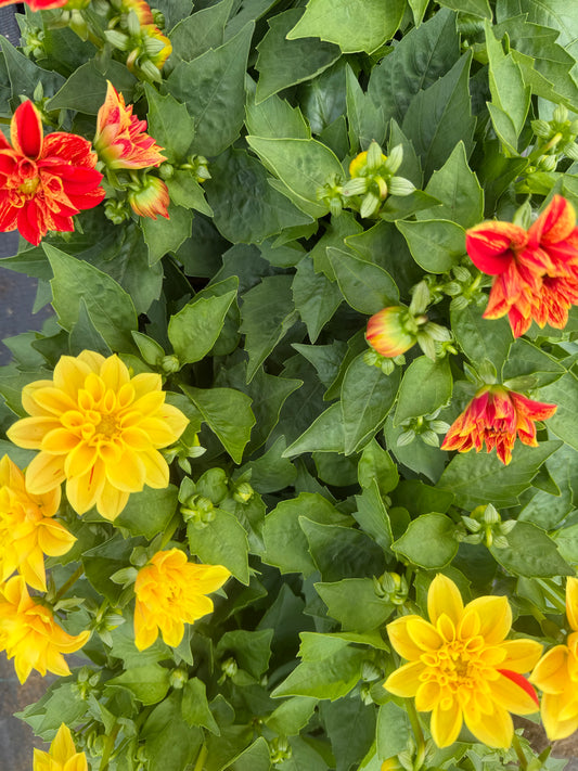 Surprise Varieties Dahlia, 15cm