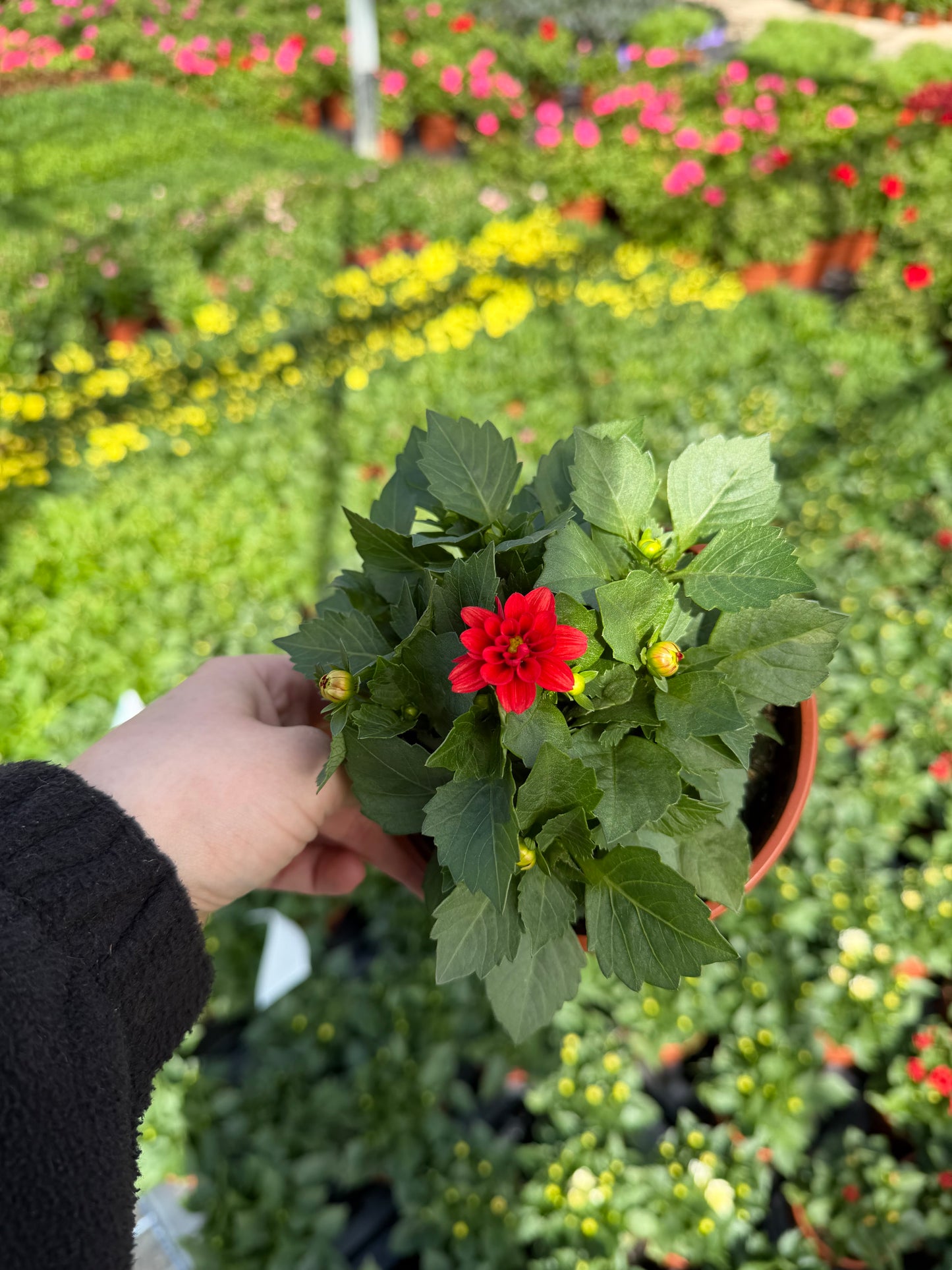 Mini Dahliettas, 13cm