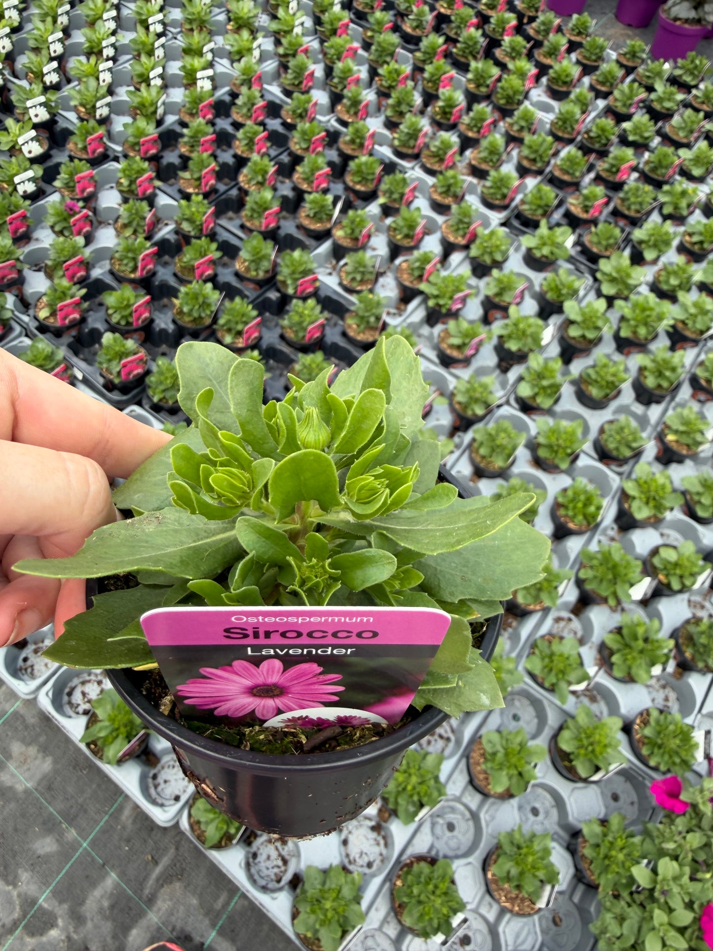 Mini Osteospermum, 10.5cm