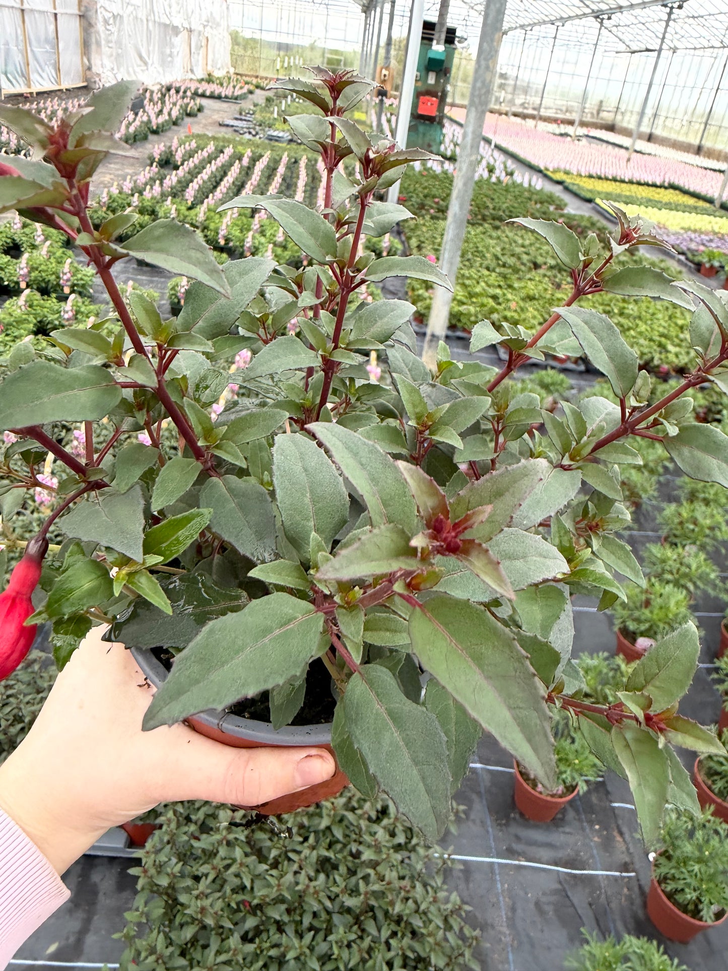 Upright Fuchsia, 13cm
