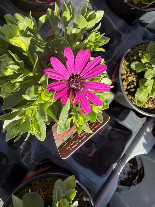 Mini Osteospermum, 10.5cm