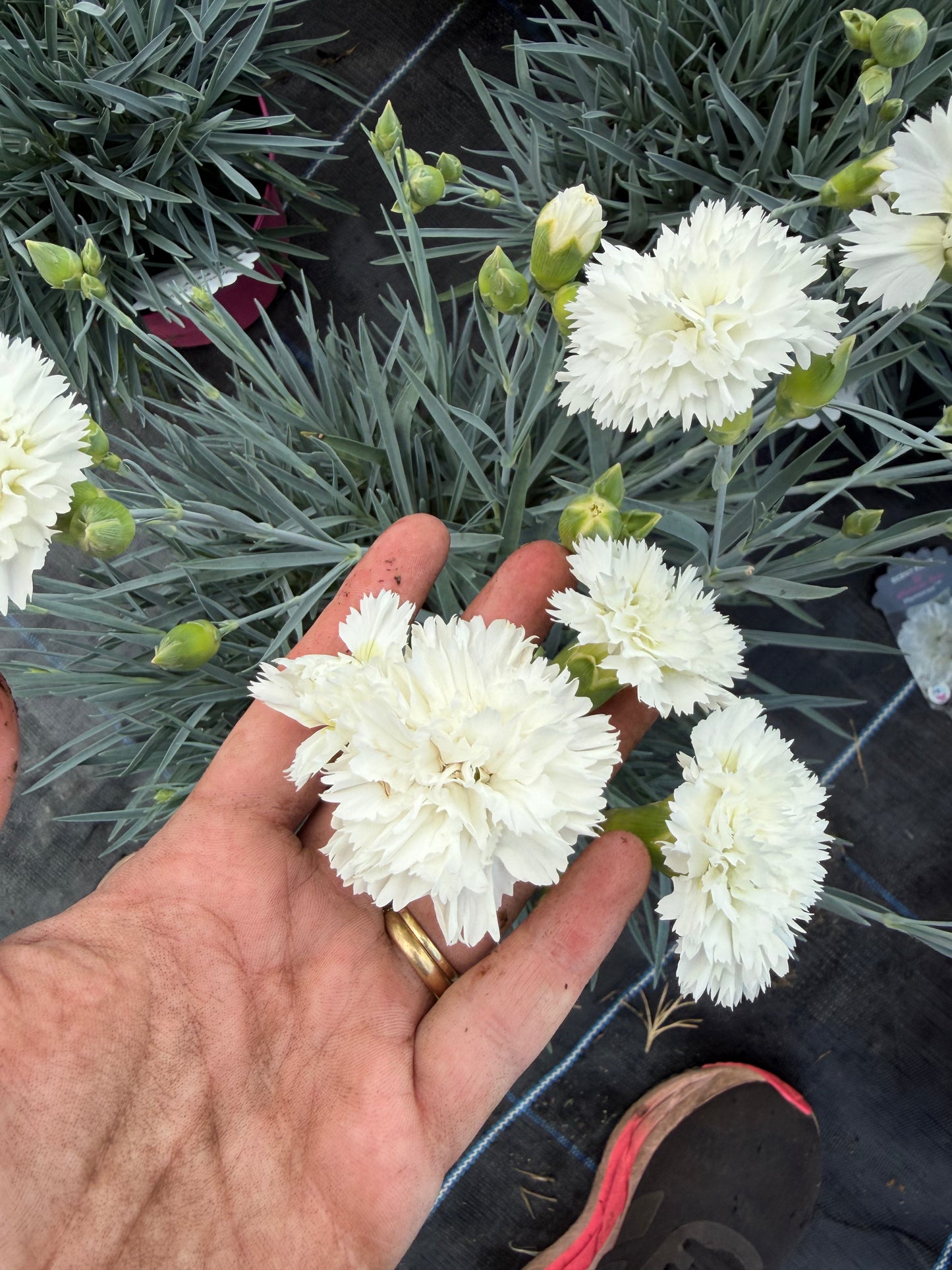 Scented Dianthus, 2L