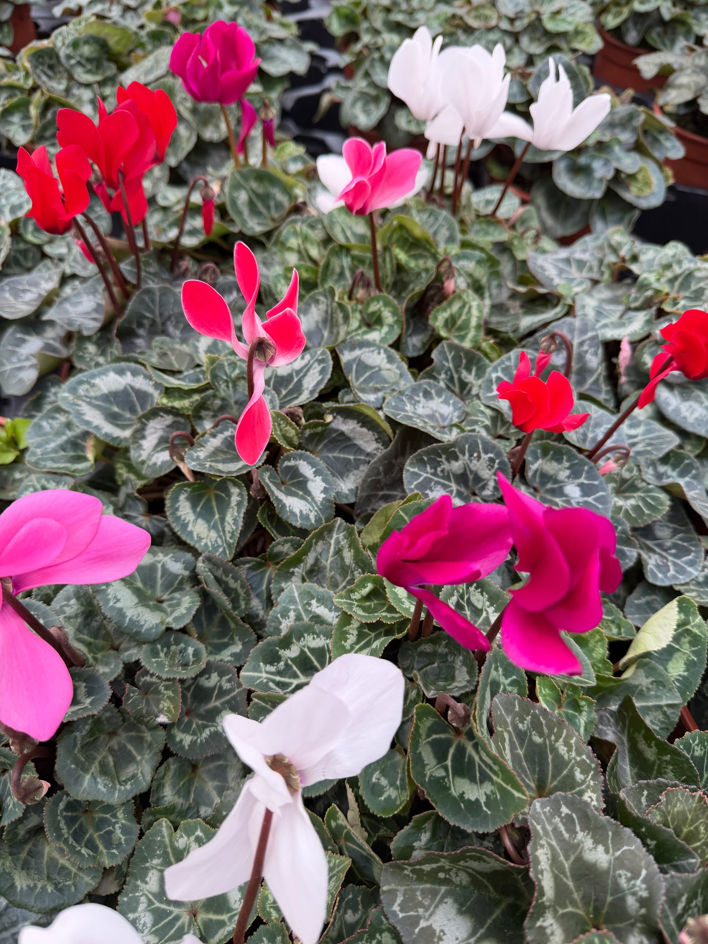 Cyclamen, 13cm