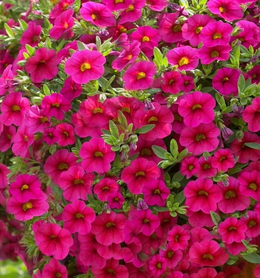 10.5cm Calibrachoa