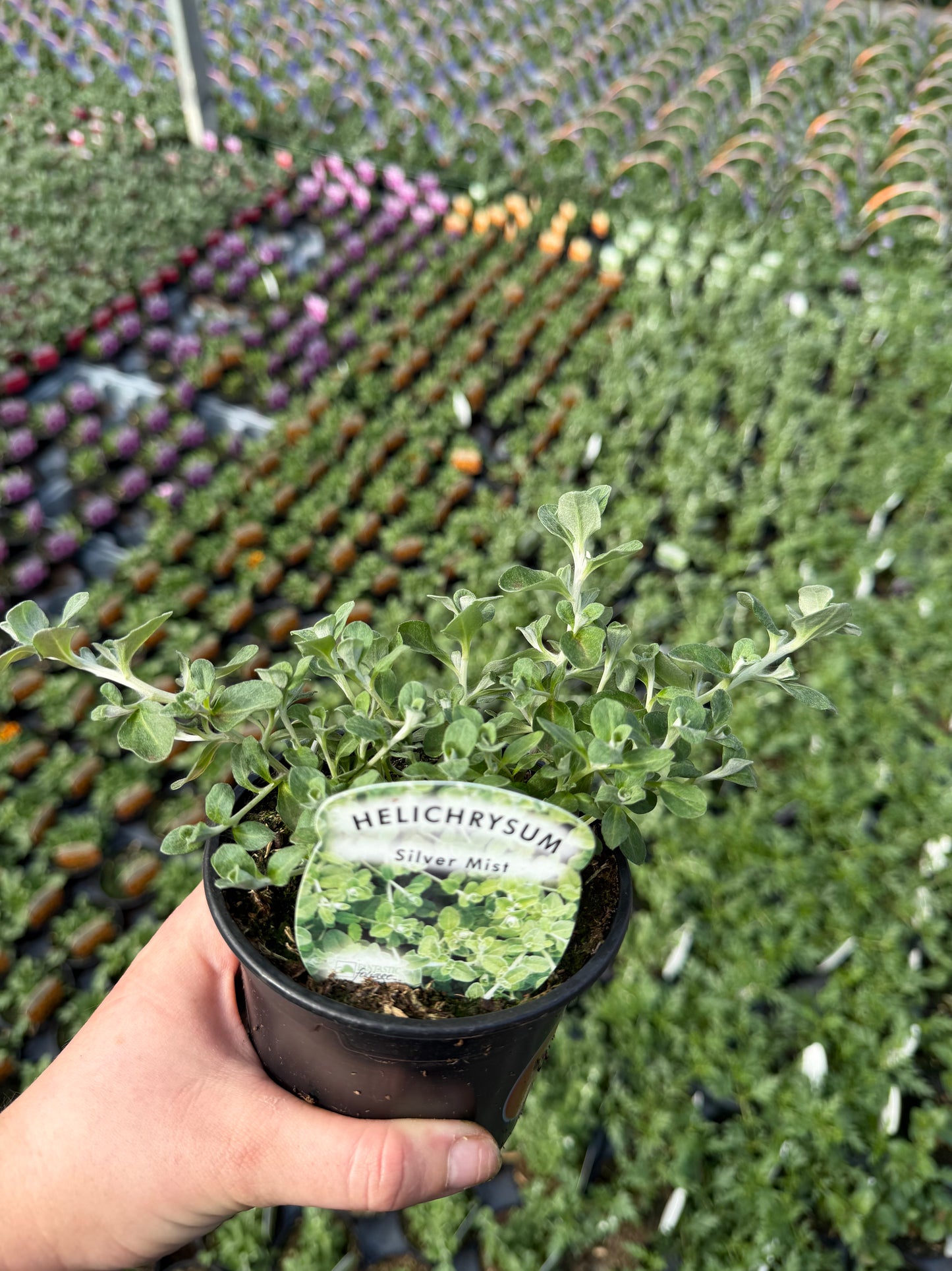 10 for £25, Greenery Bundle