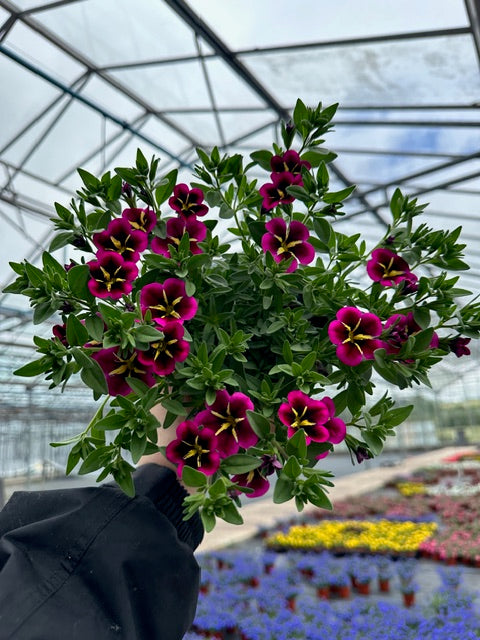 10.5cm Calibrachoa