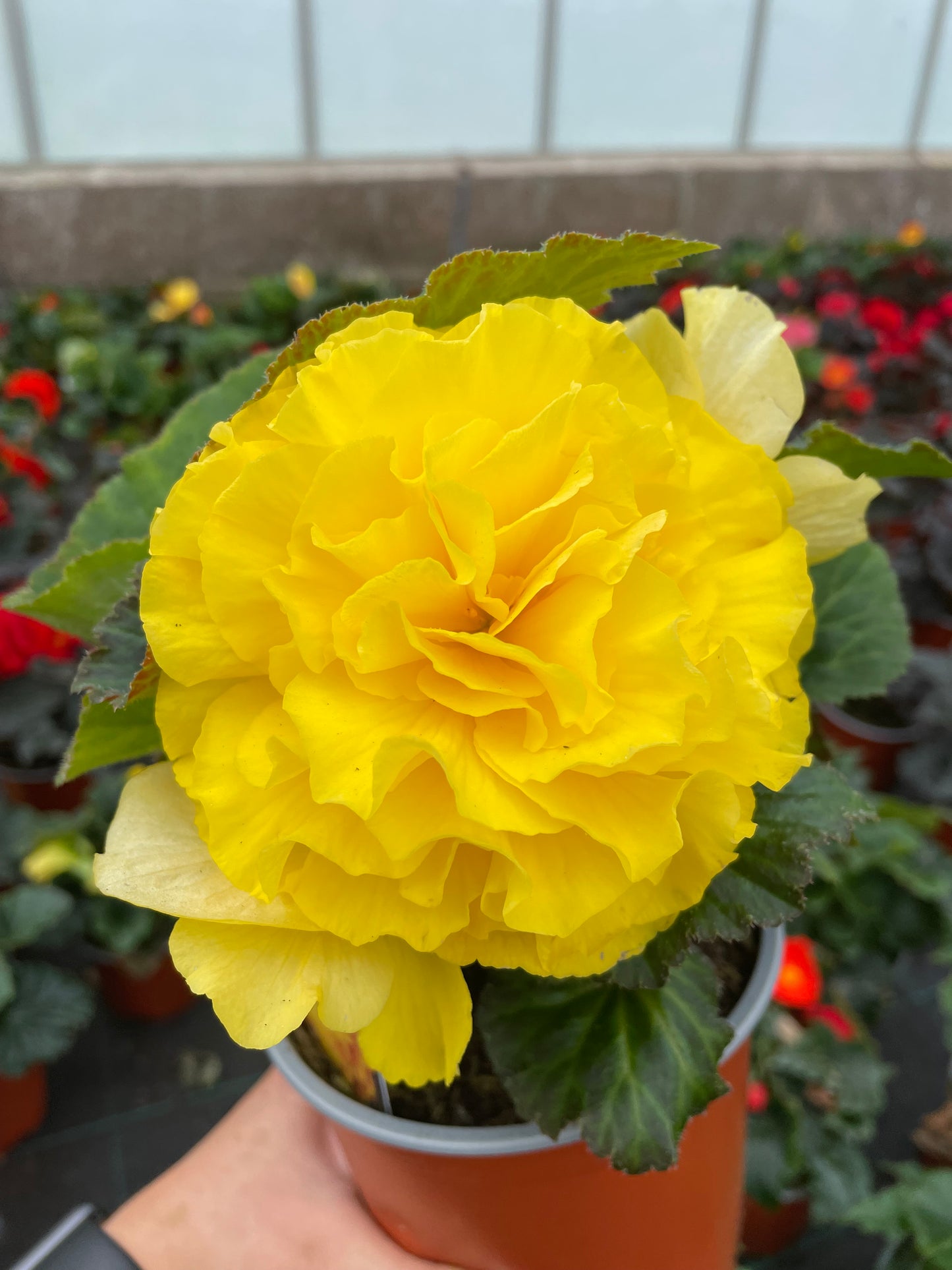4 Begonia Non-Stop, 10.5cm