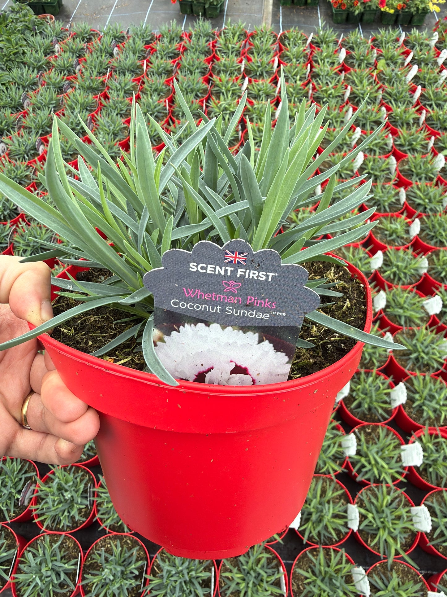 Scented Dianthus, 2L