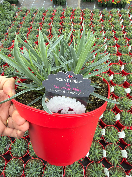 Scented Dianthus, 2L