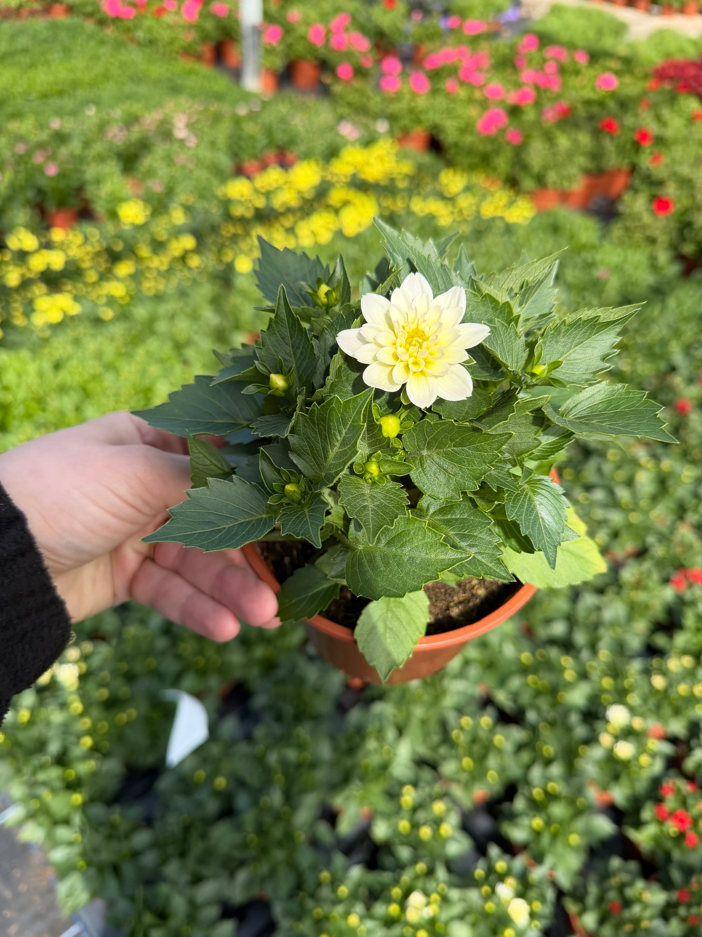 Mini Dahliettas, 13cm
