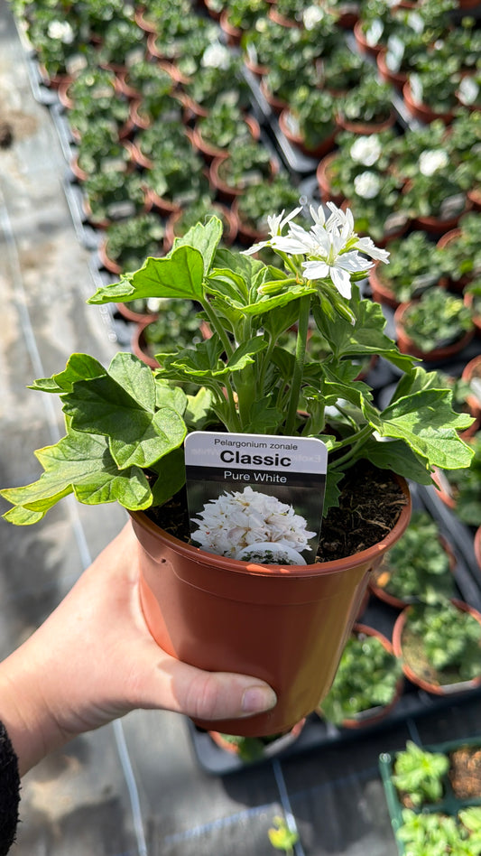 Geranium Starry White, 13cm
