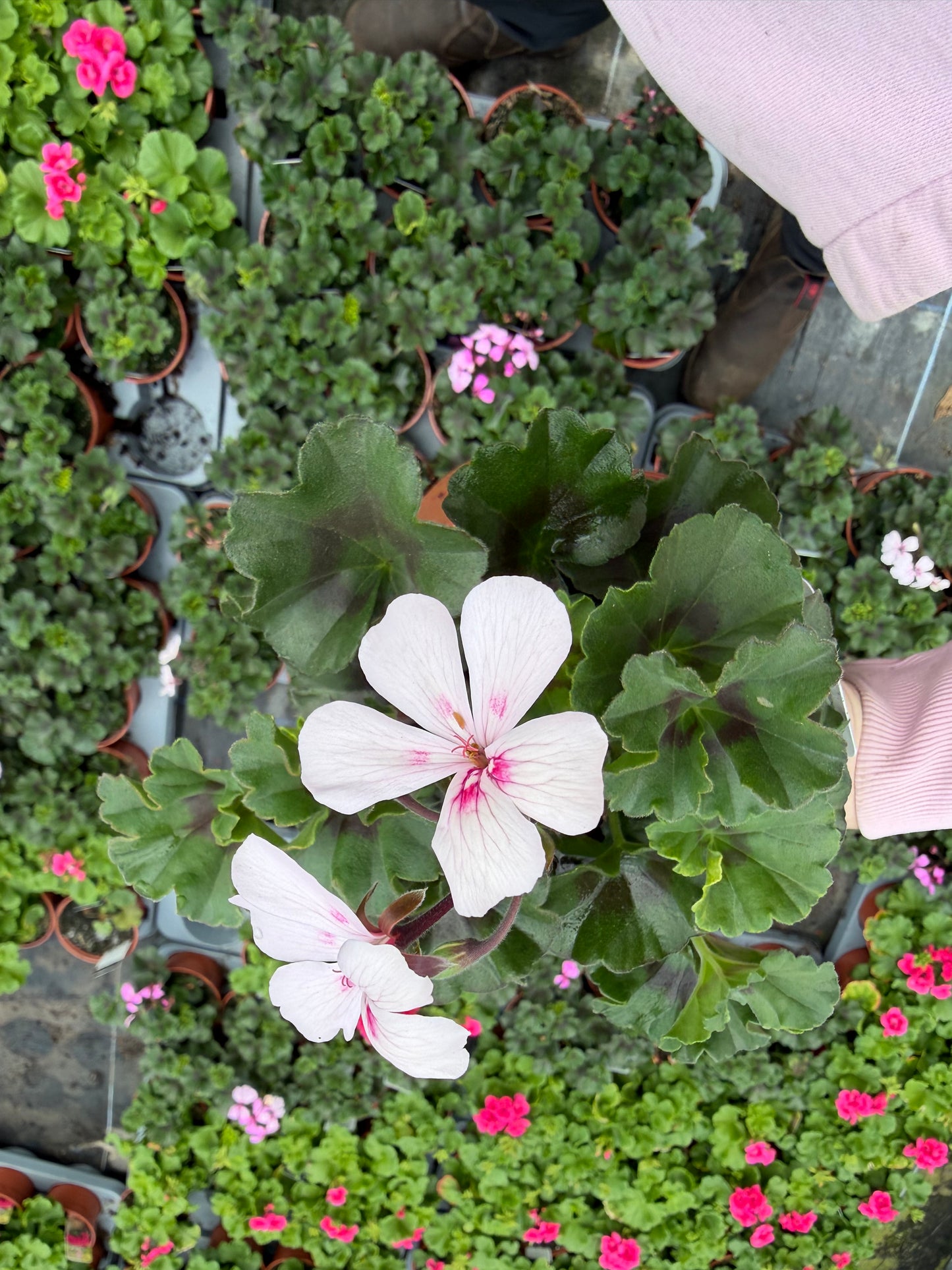 Geranium Calliope, 13cm