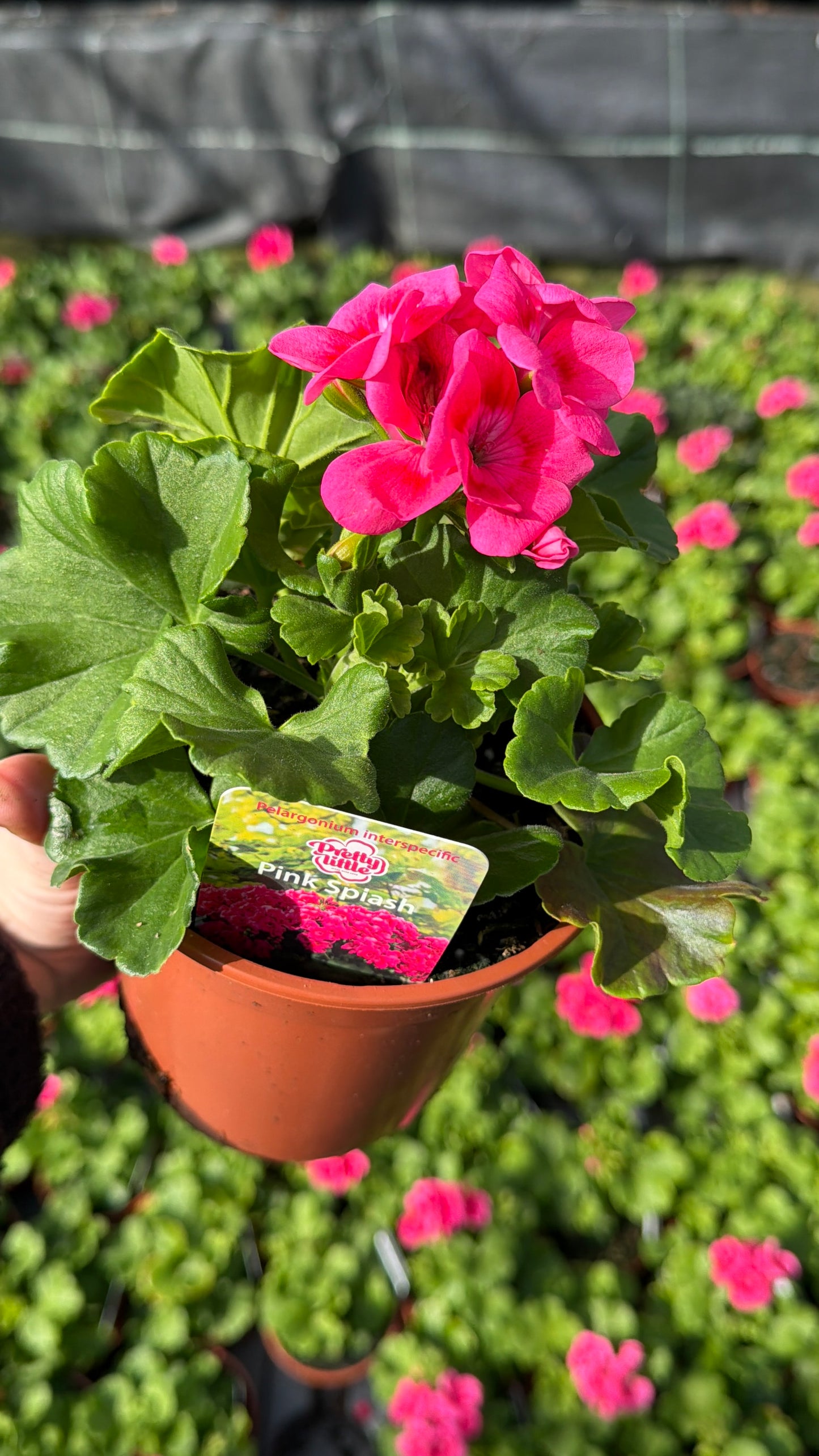 Geranium Pretty Little, 13cm