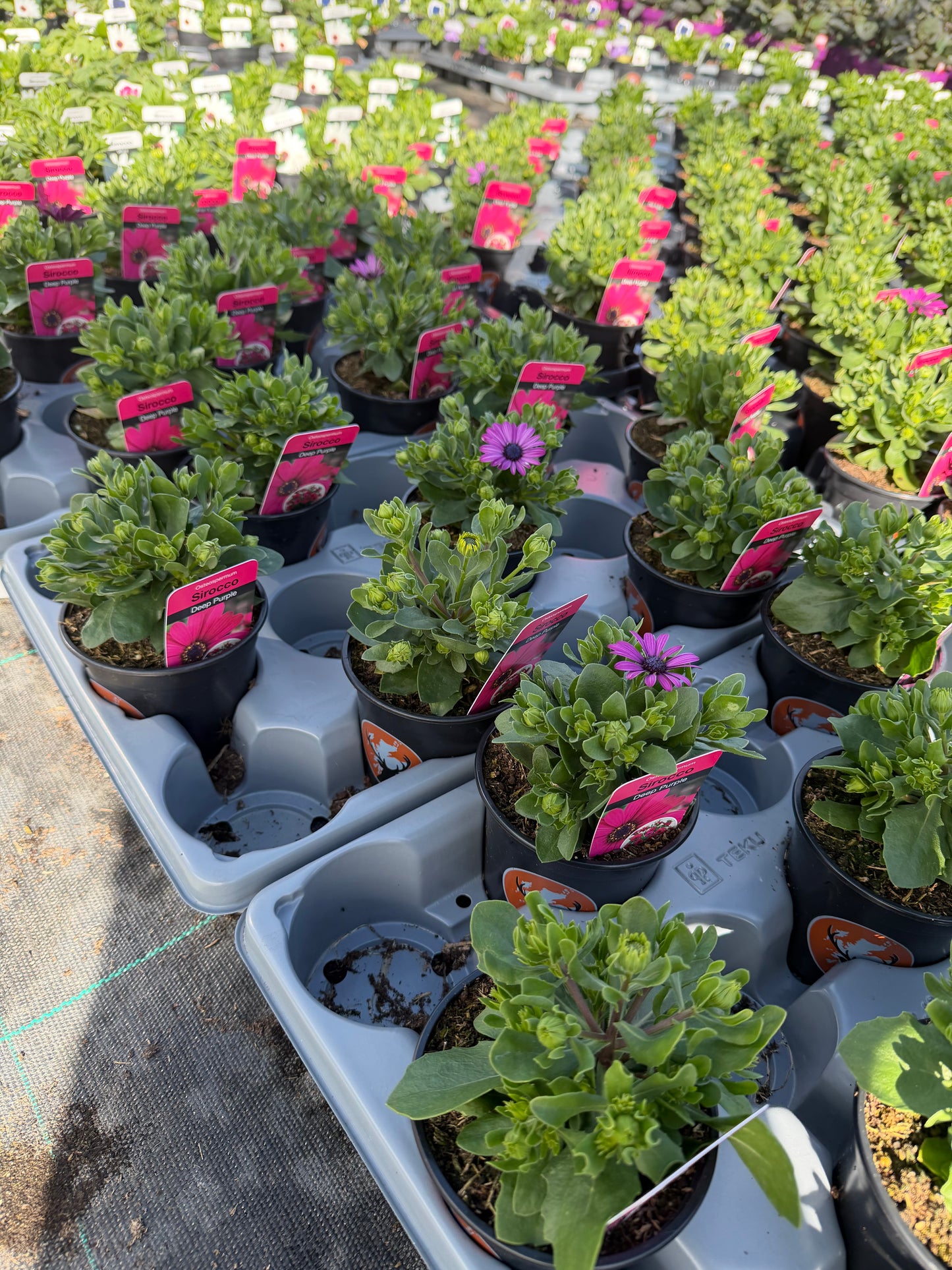 Mini Osteospermum, 10.5cm