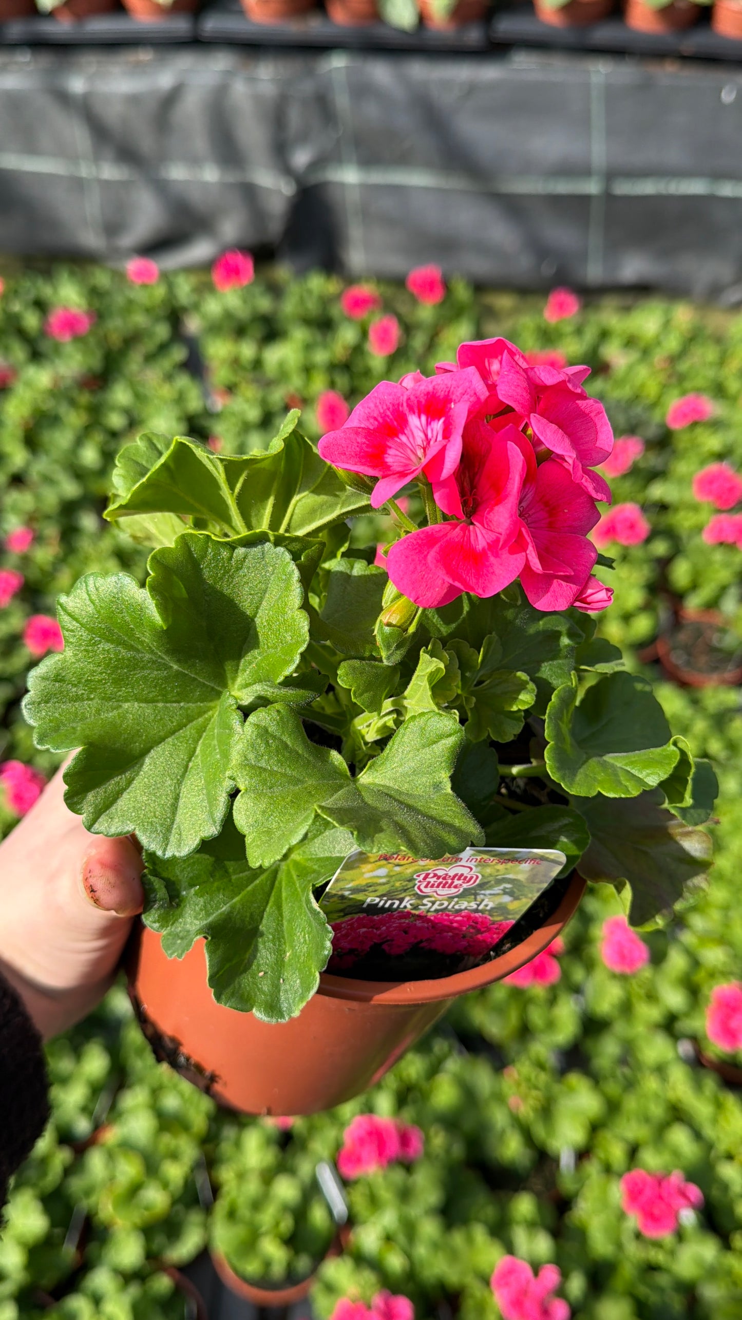 Geranium Pretty Little, 13cm