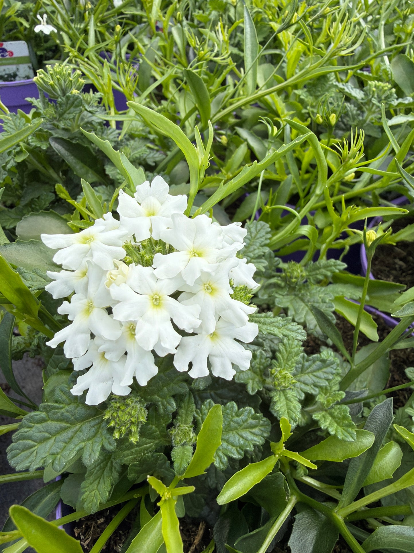Trixi White Wedding, 2L