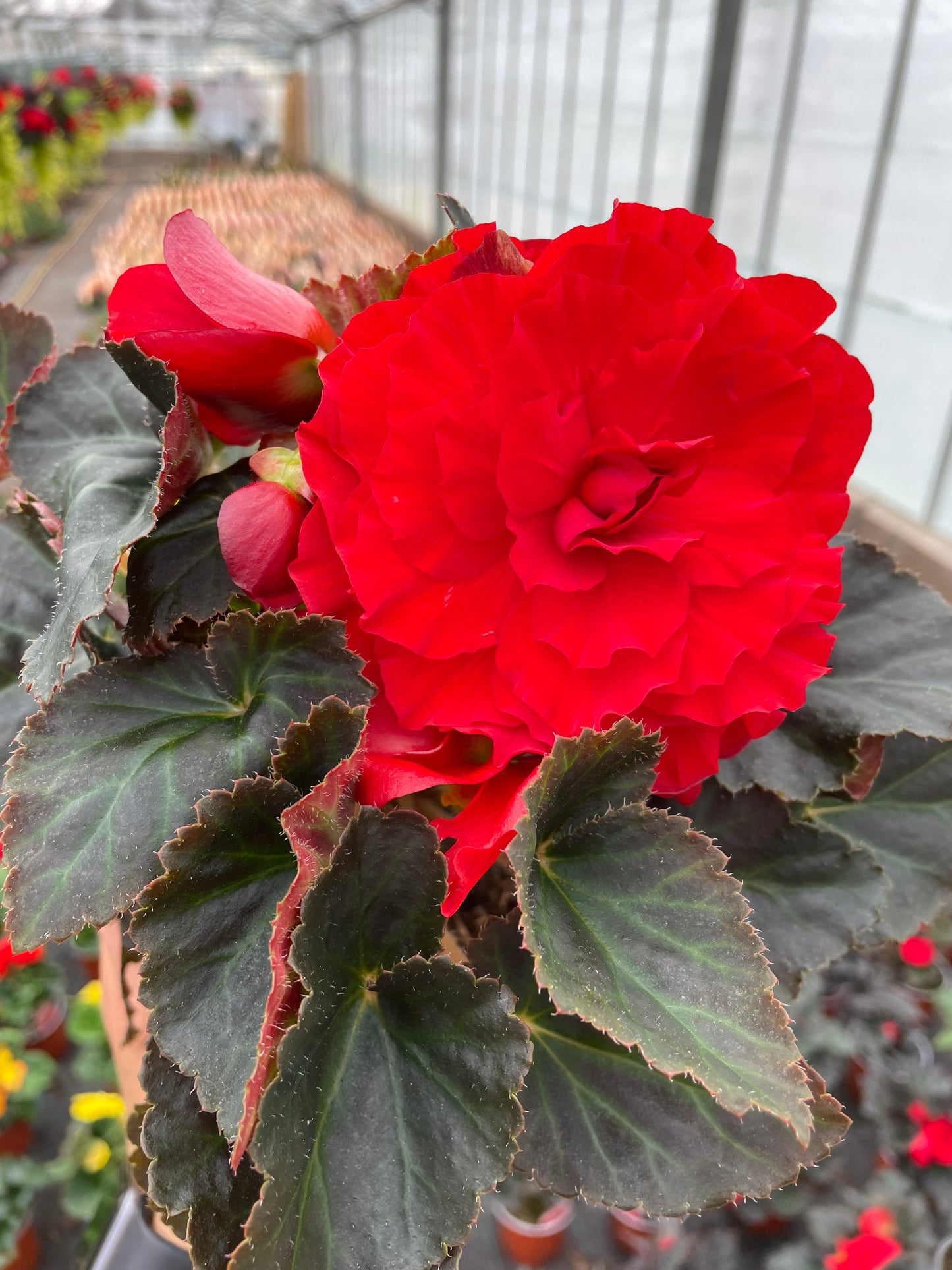 4 Begonia Non-Stop, 10.5cm