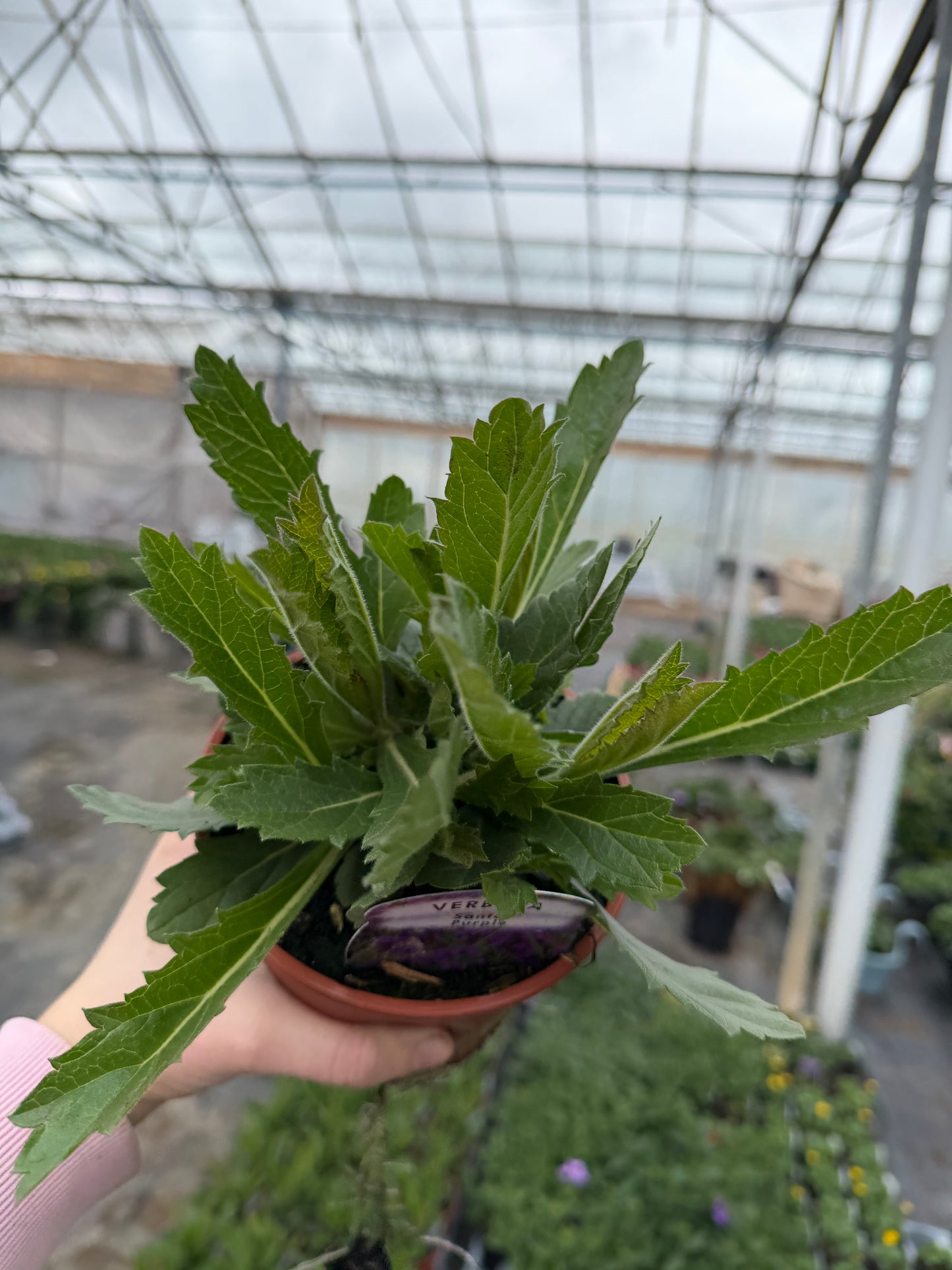 Verbena Santos Purple, 13cm