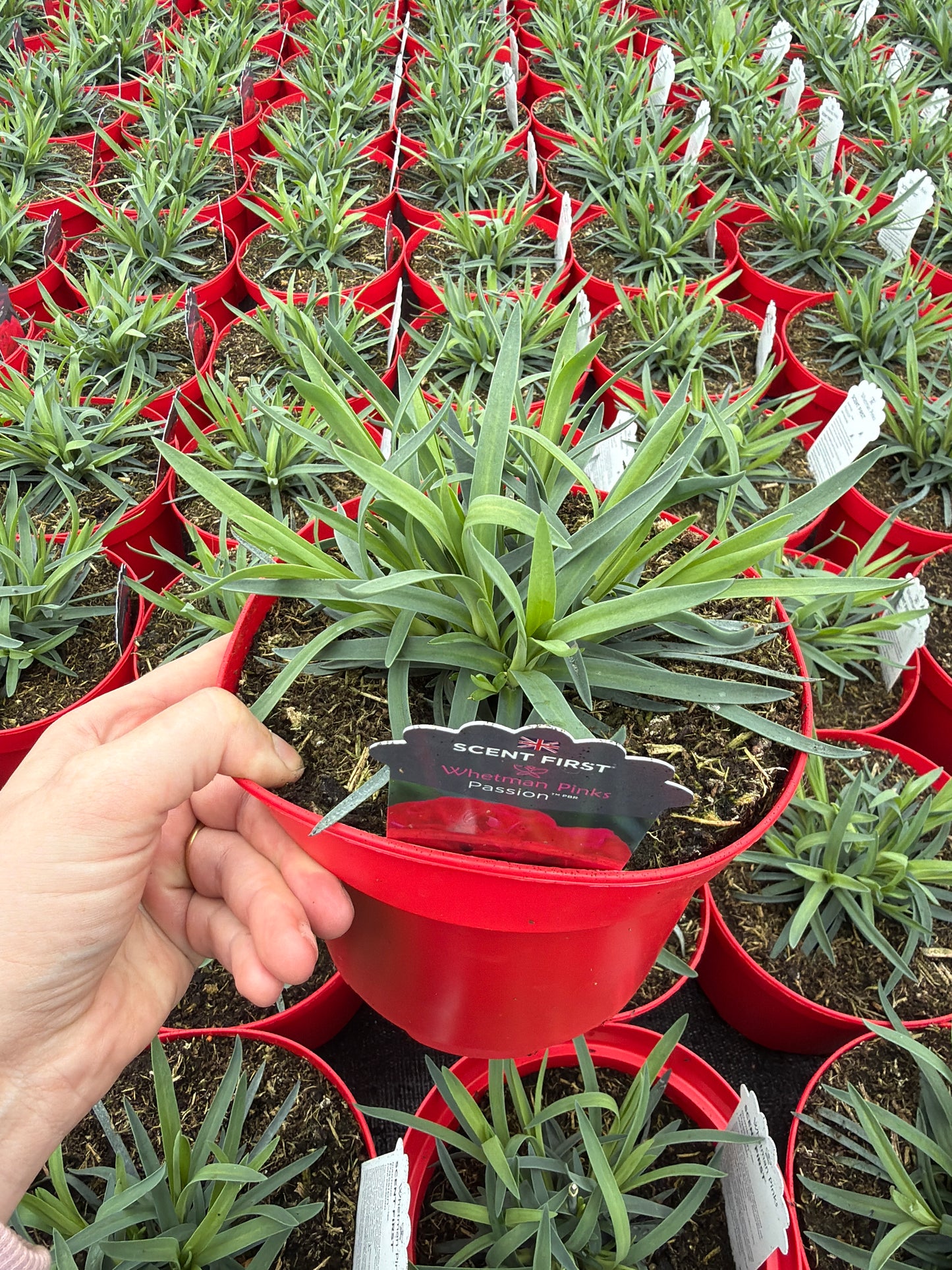 Scented Dianthus, 2L