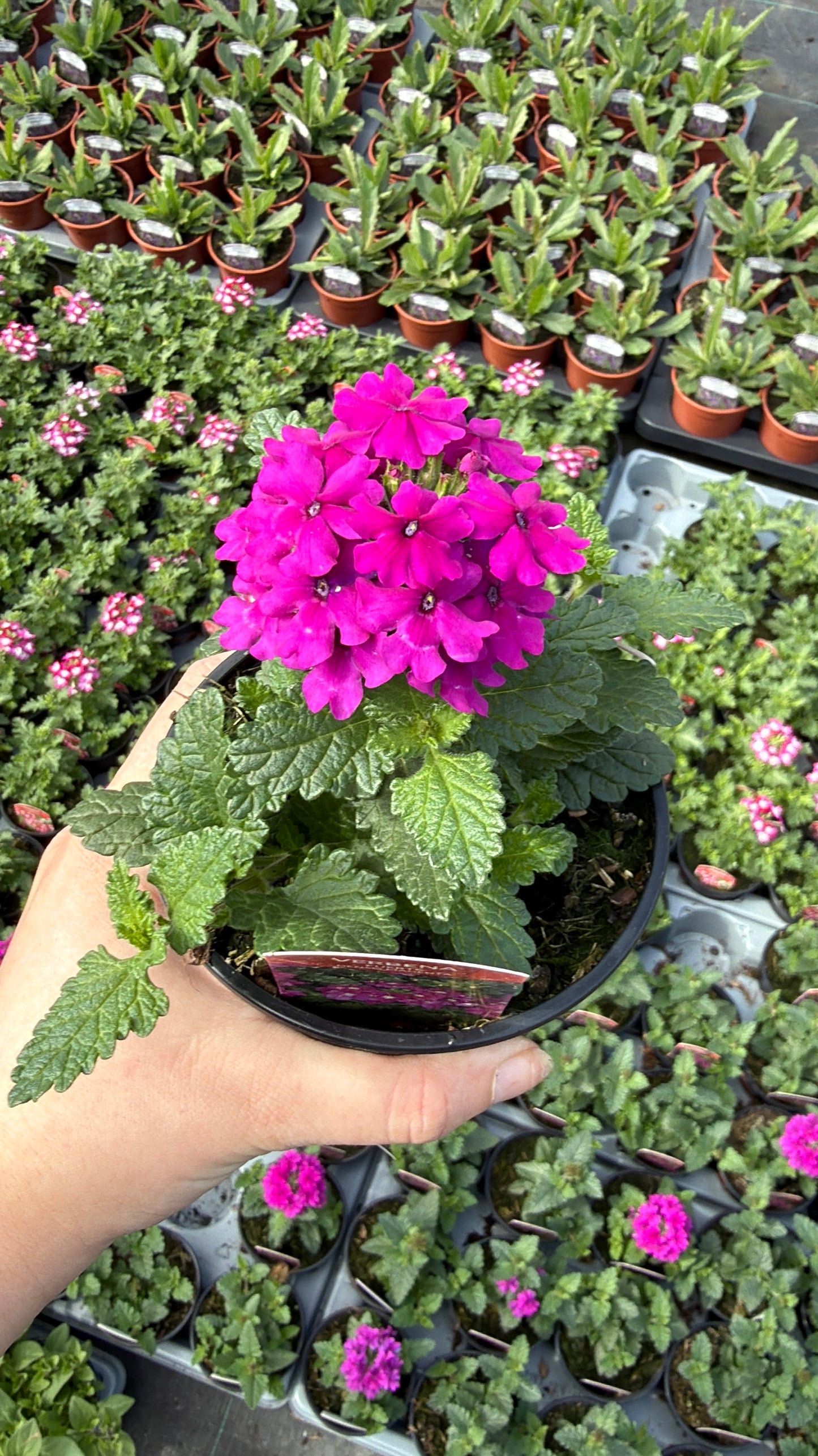 Pink & Purple Mix