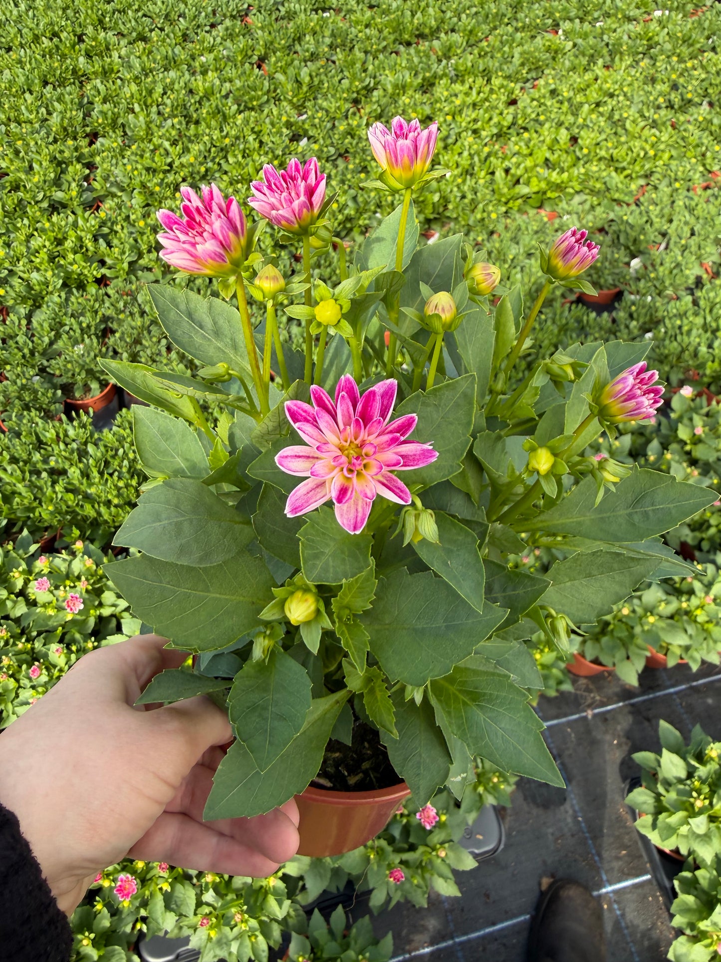 Mini Dahliettas, 13cm