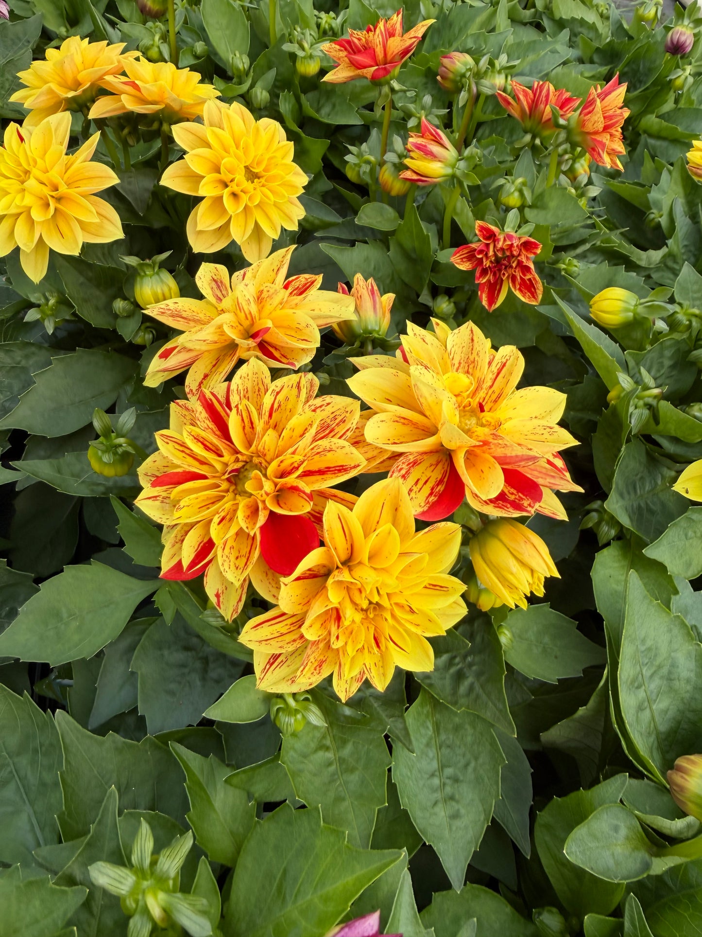 Surprise Varieties Dahlia, 15cm