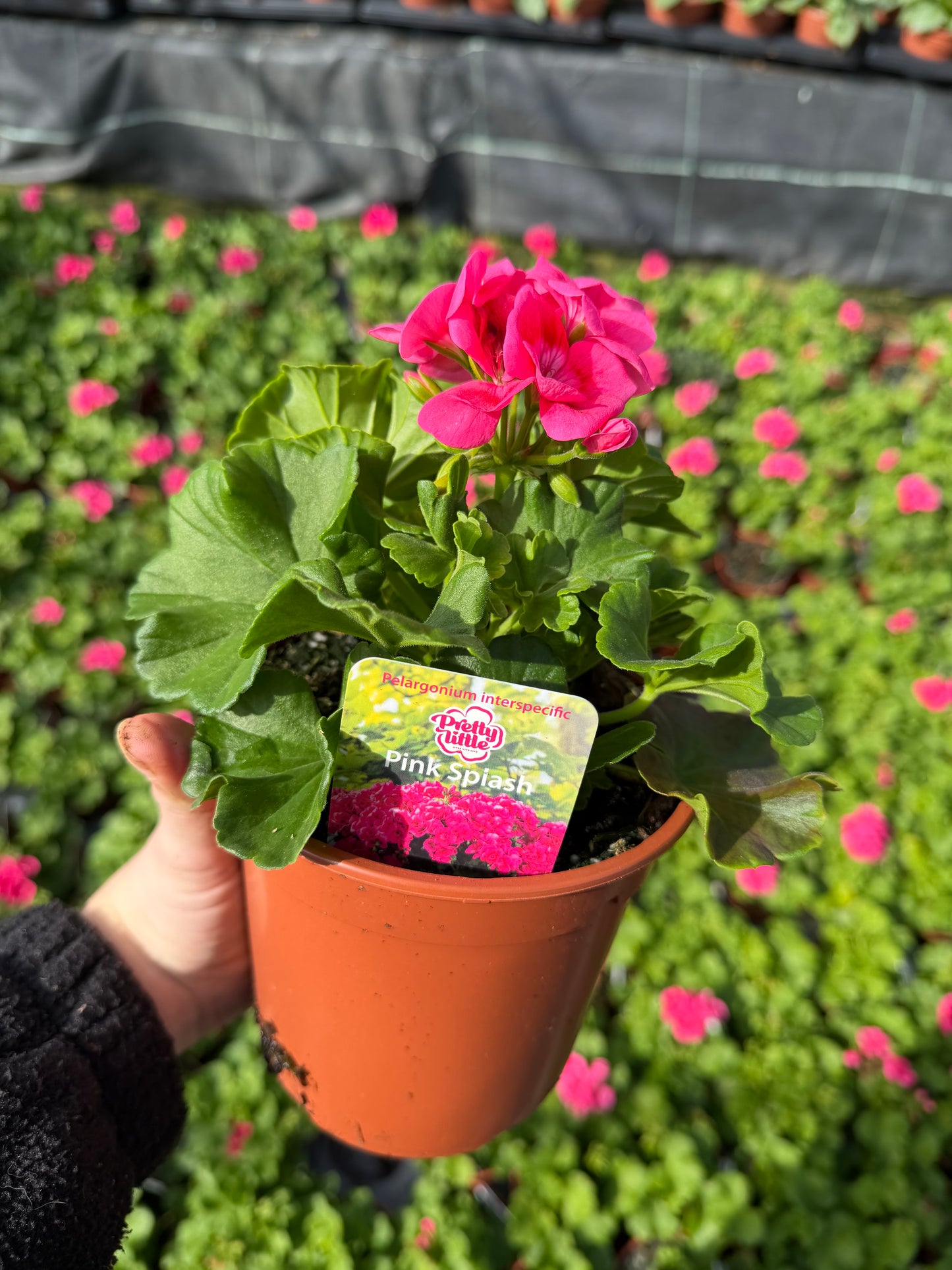 Geranium Pretty Little, 13cm