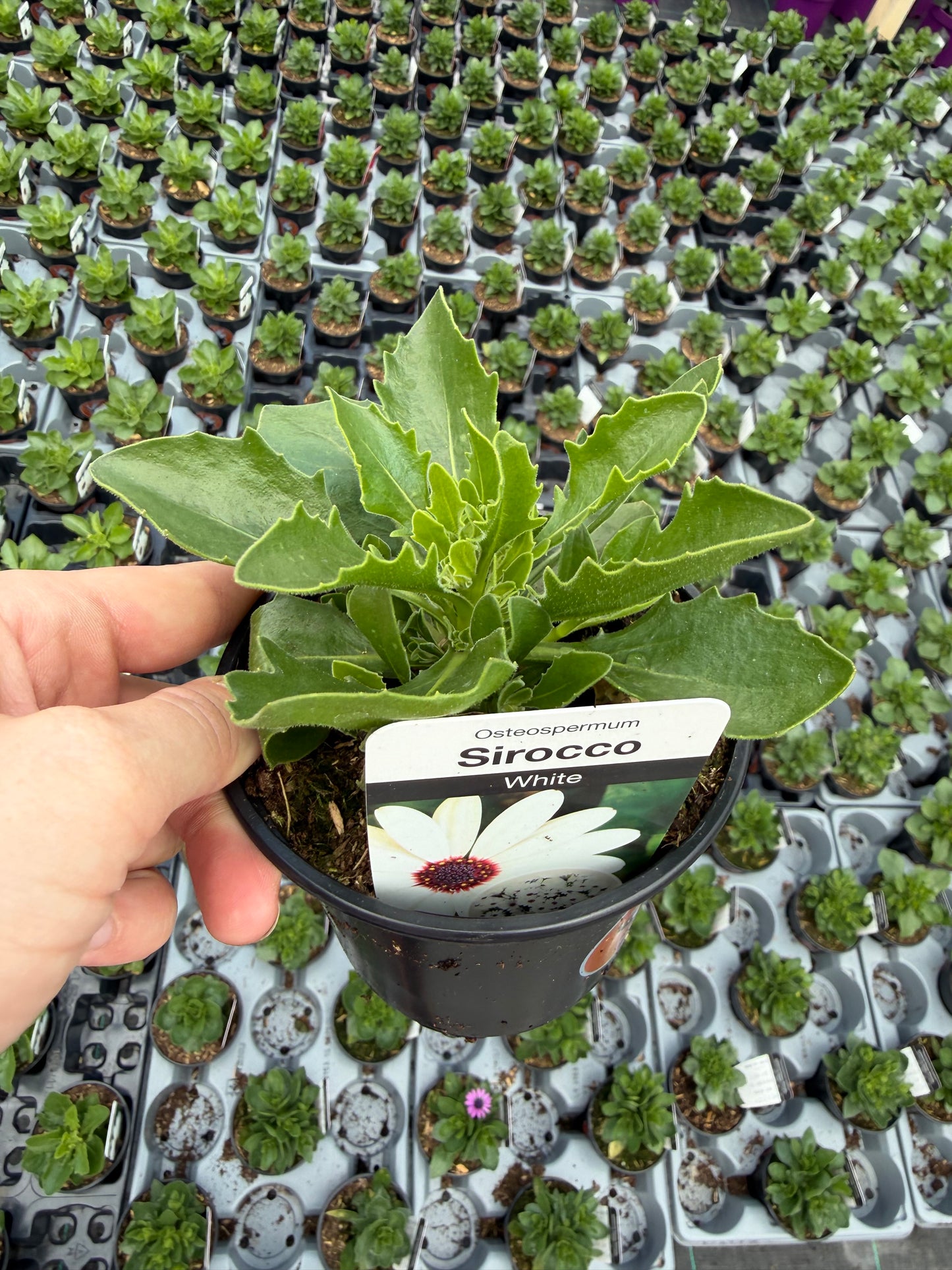 Mini Osteospermum, 10.5cm