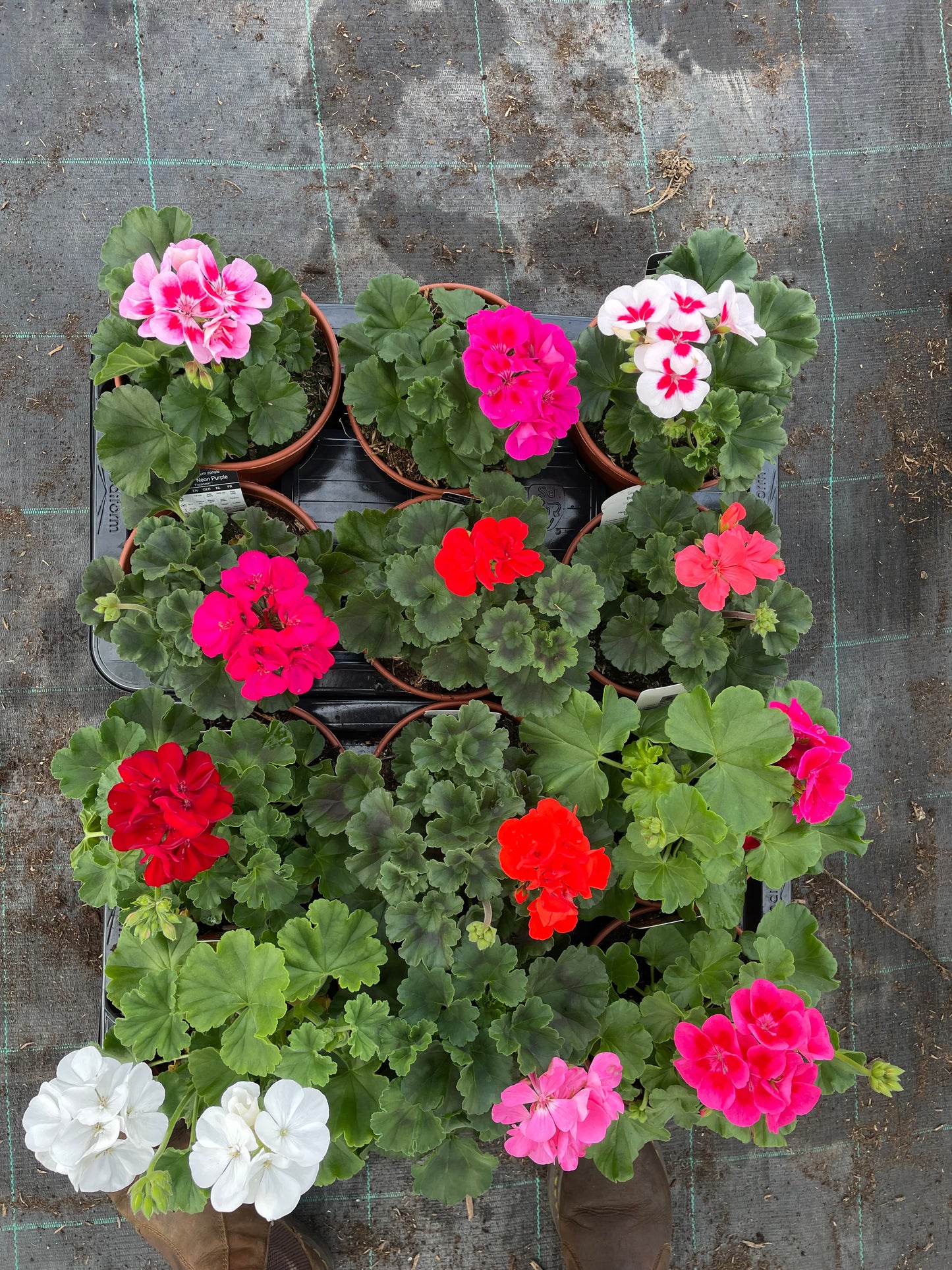 Geranium, 15cm