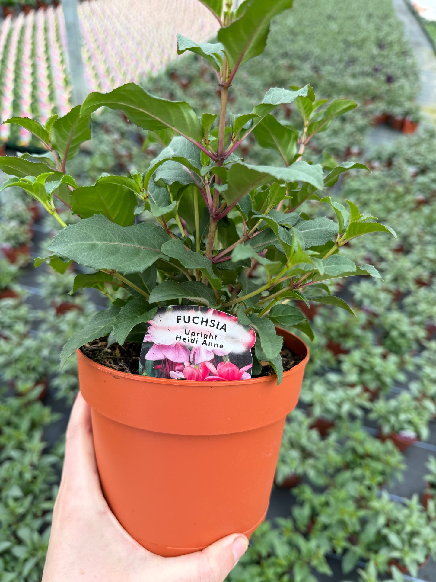 Upright Fuchsia, 15cm