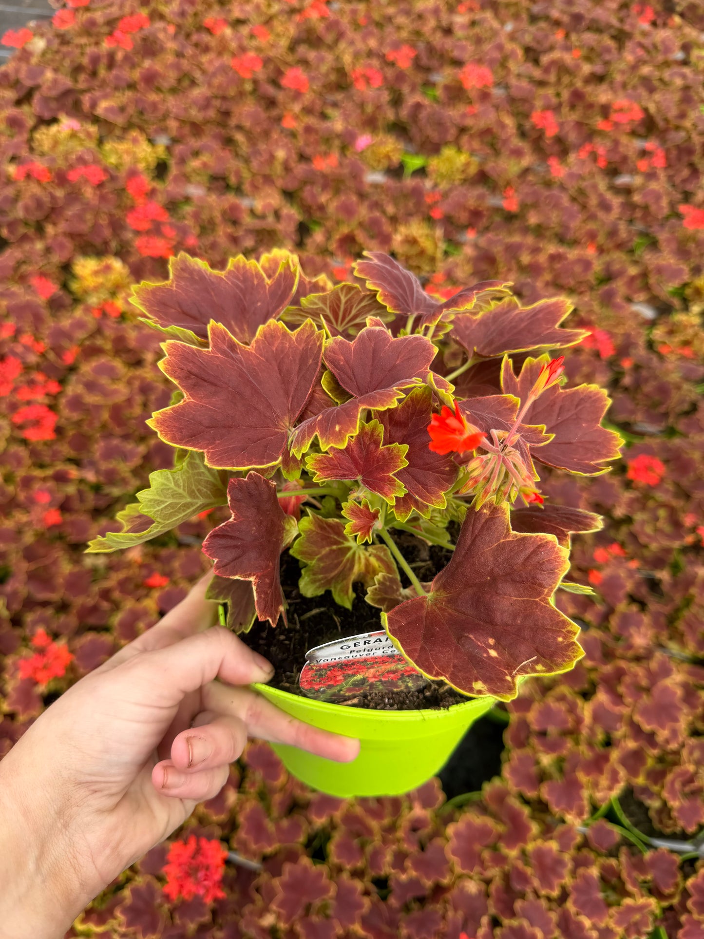 Geranium Vancouver Centennial, 2L