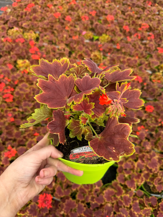 Geranium Vancouver Centennial, 2L