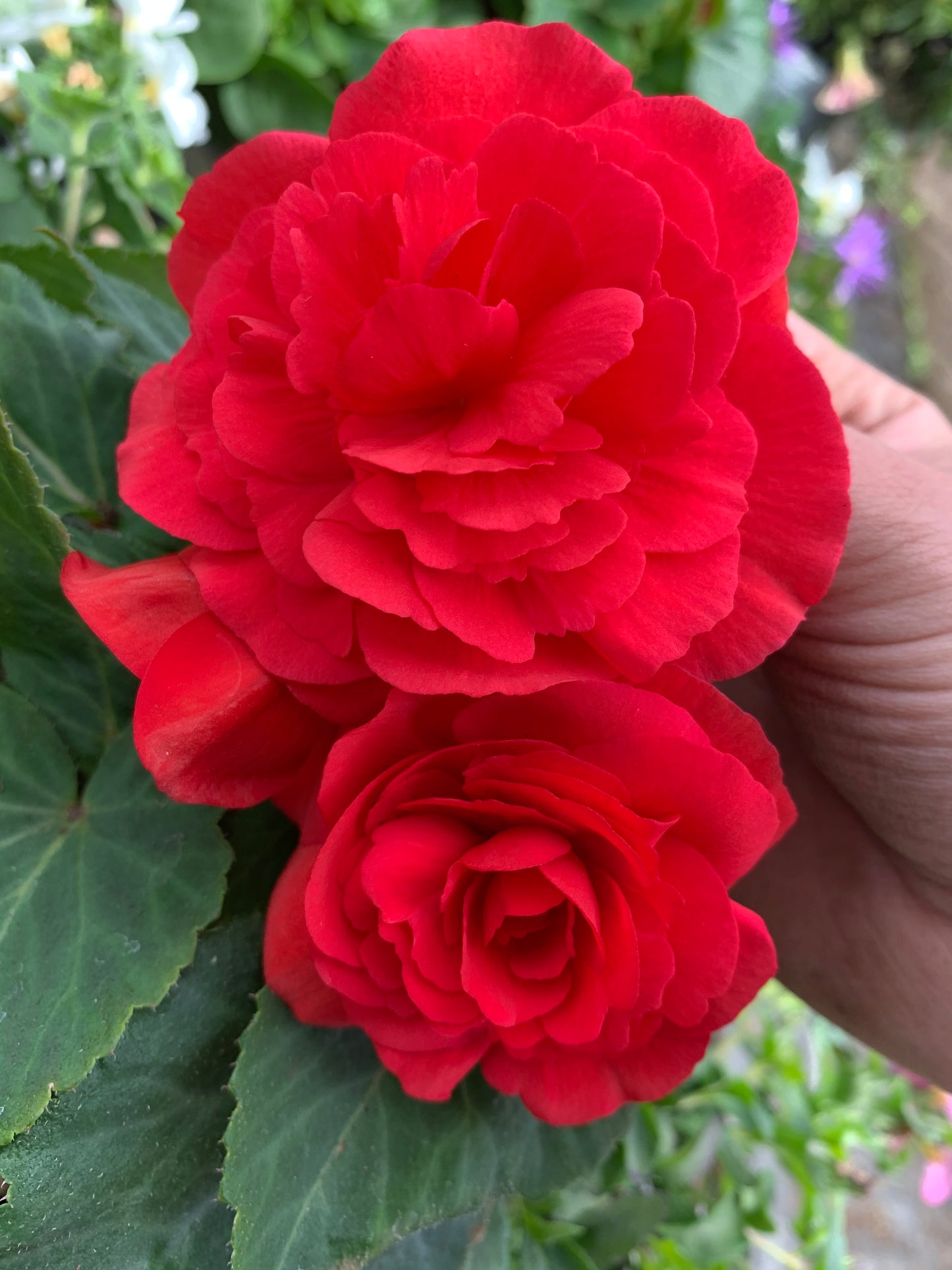 4 Begonia Non-Stop, 10.5cm