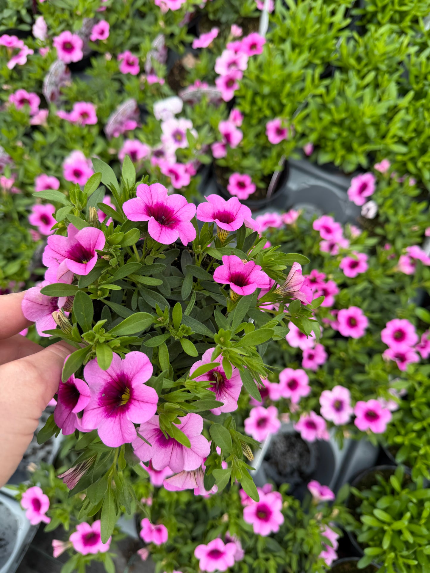 Pink & Purple Mix