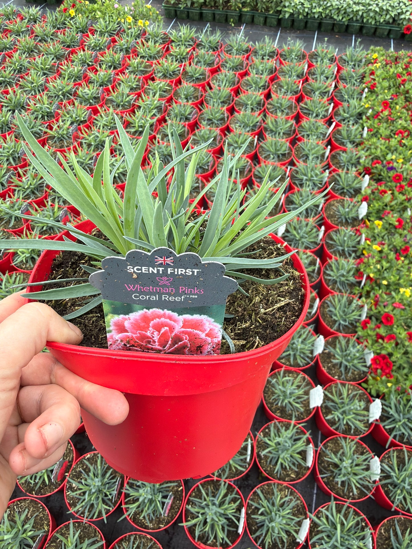 Scented Dianthus, 2L