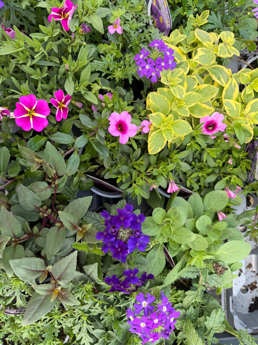 Pink & Purple Mix