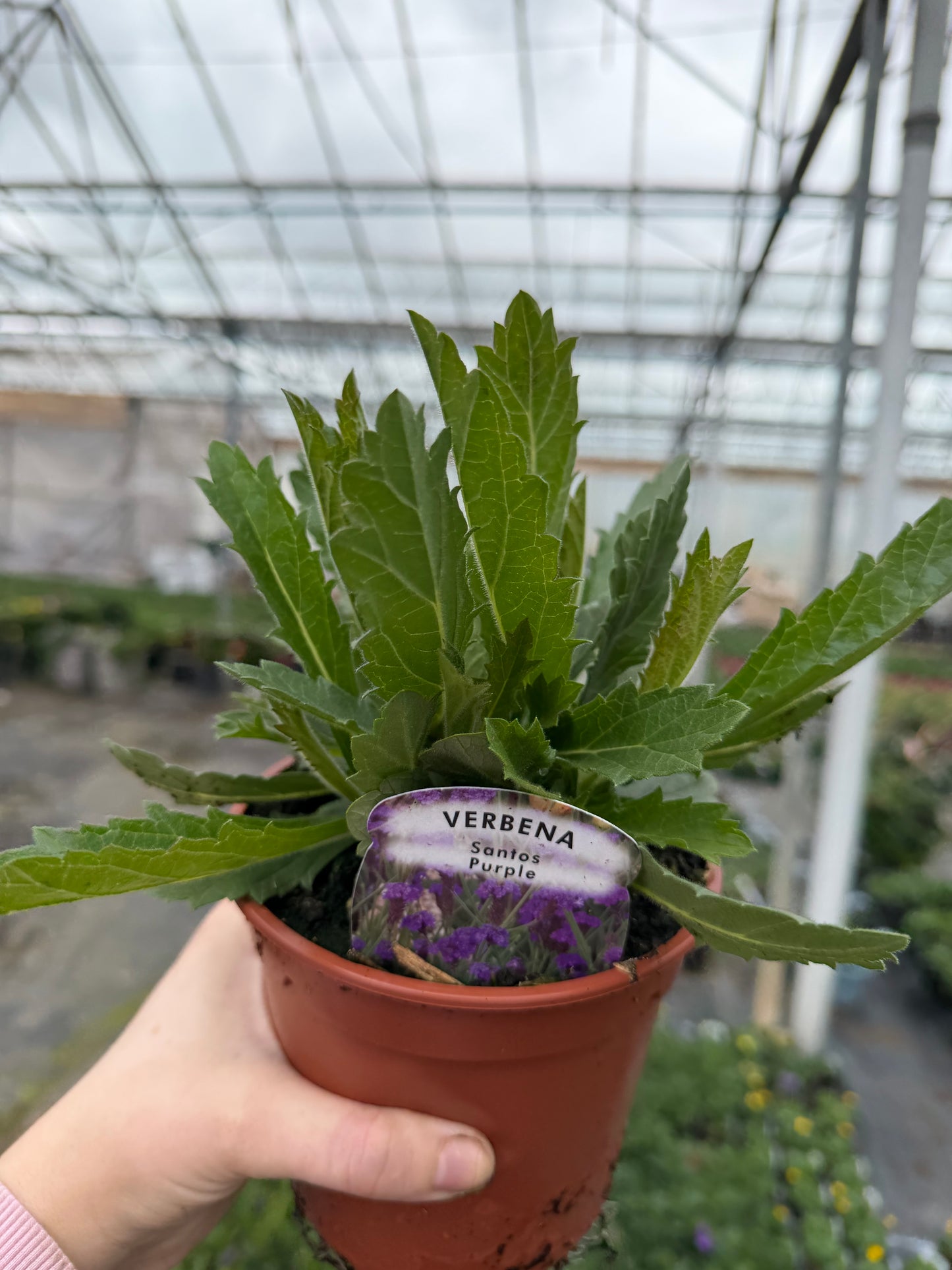 Verbena Santos Purple, 13cm