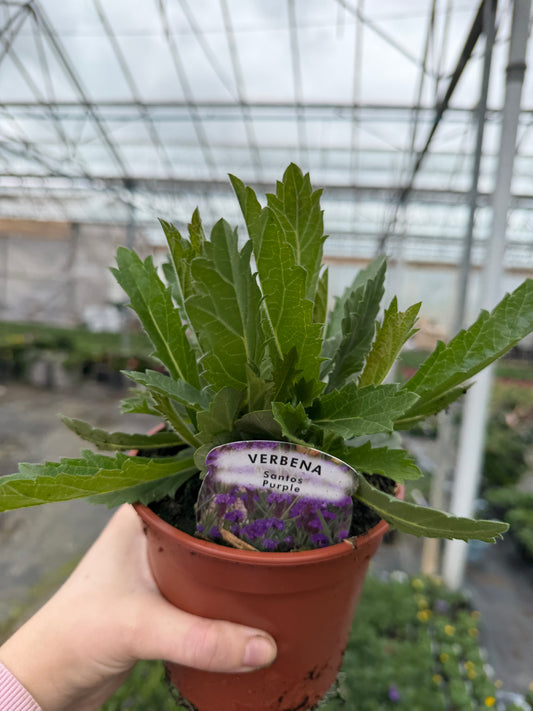 Verbena Santos Purple, 13cm