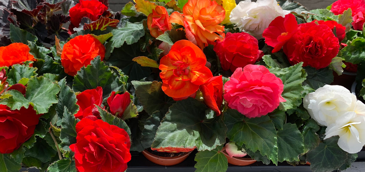 4 Begonia Non-Stop, 10.5cm
