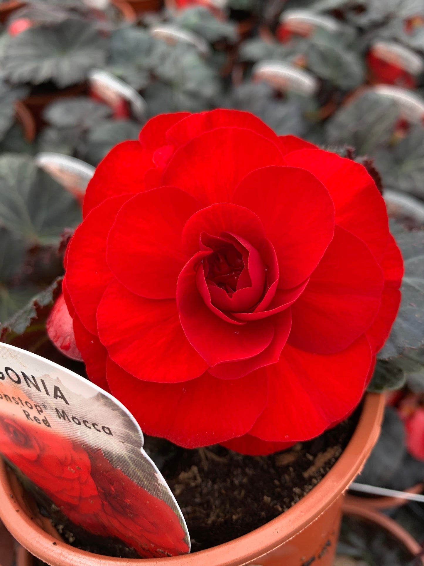 4 Begonia Non-Stop, 10.5cm