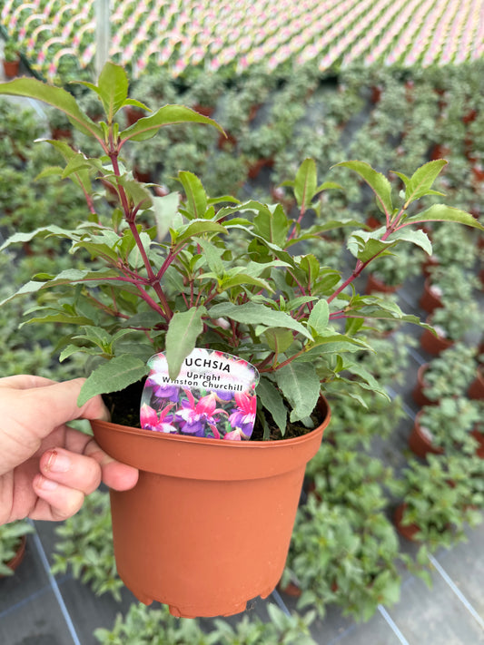 Upright Fuchsia, 15cm