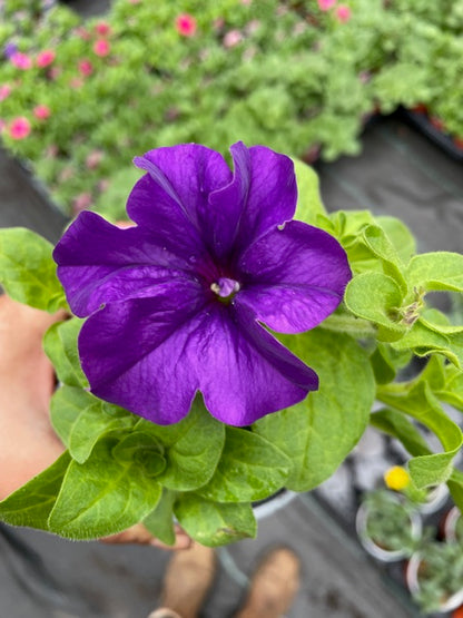 4 for £10, 10.5cm Trailing Petunia