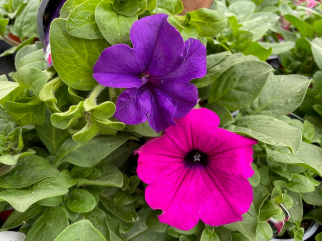 4 for £10, 10.5cm Trailing Petunia