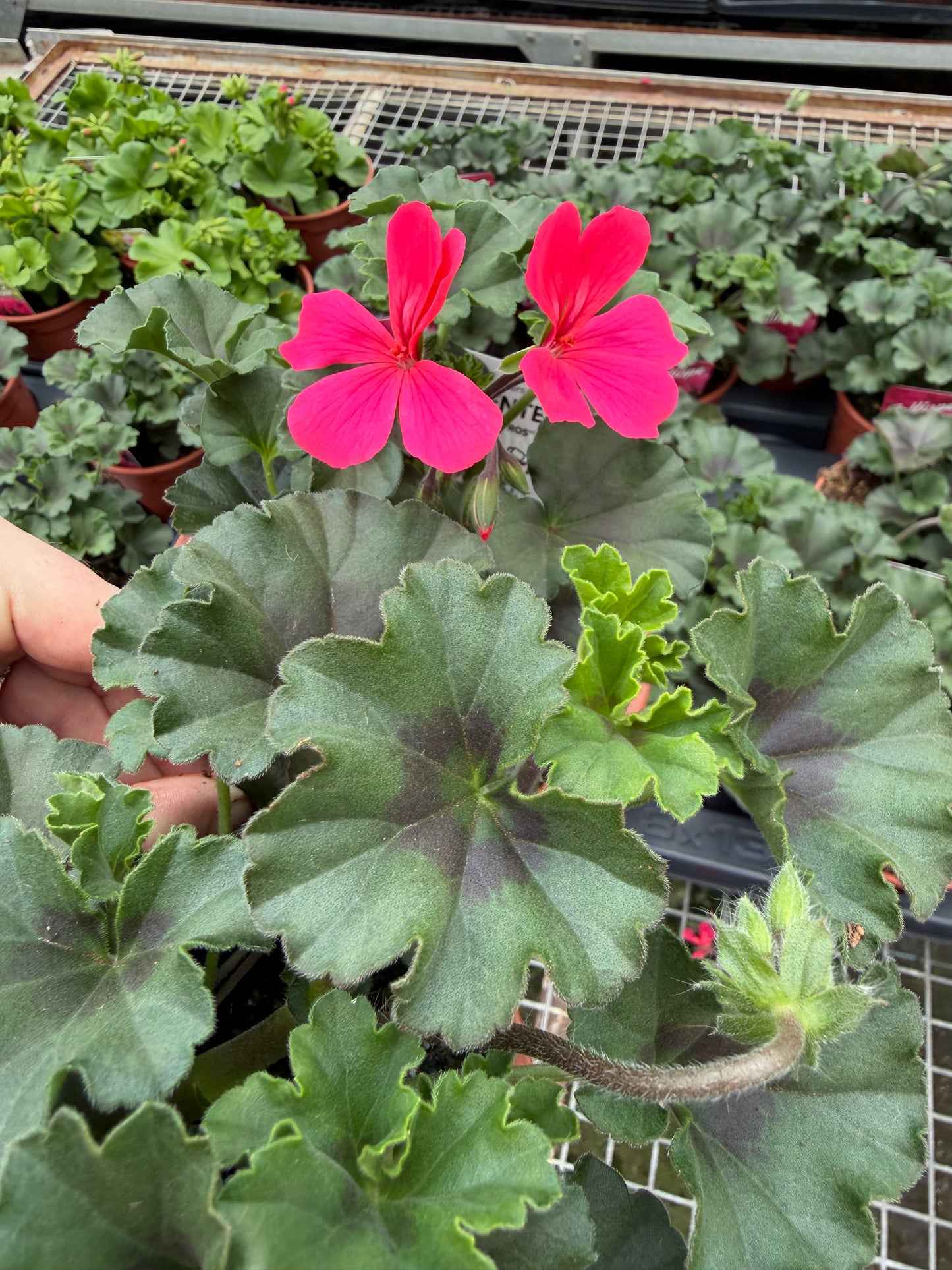 Geranium Calliope, 13cm