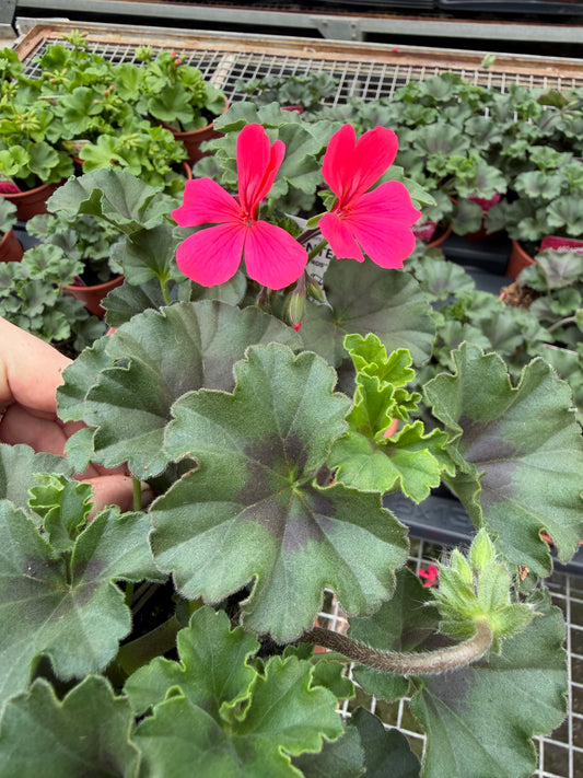 Geranium Calliope, 13cm